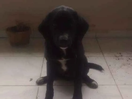 Cachorro raça Vira lata idade 2 a 6 meses nome Nero