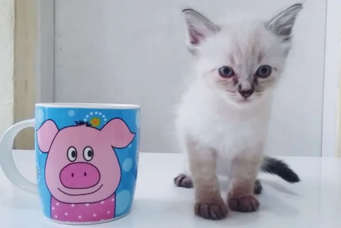 Gato ra a Srd idade Abaixo de 2 meses nome Branco