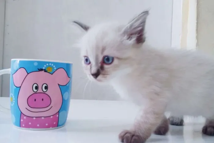 Gato ra a Srd idade Abaixo de 2 meses nome Branco