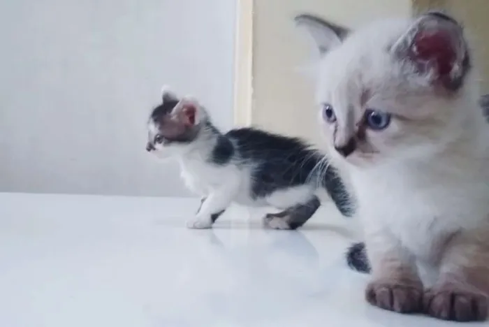 Gato ra a Srd idade Abaixo de 2 meses nome Branco