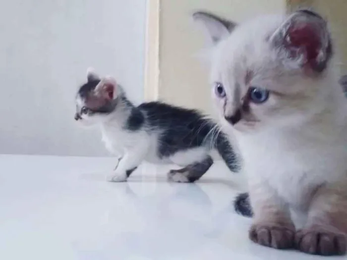 Gato ra a Srd idade Abaixo de 2 meses nome Branco