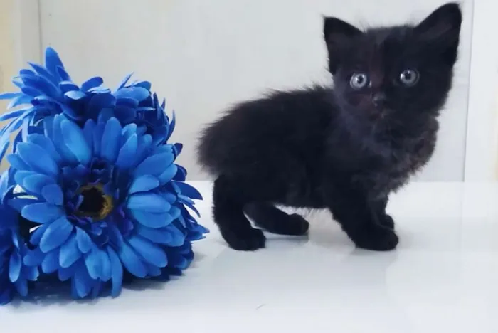 Gato ra a Srd idade Abaixo de 2 meses nome Preta