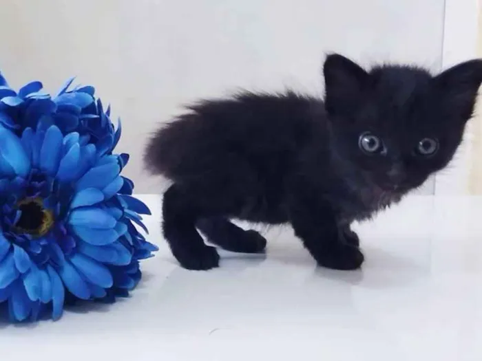 Gato ra a Srd idade Abaixo de 2 meses nome Preta