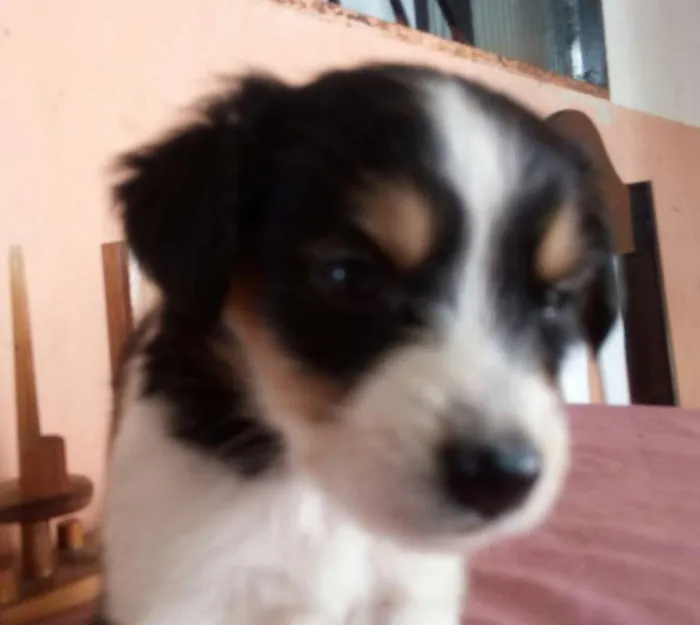 Cachorro ra a vira lata idade 2 a 6 meses nome filhotes  sem  nomes