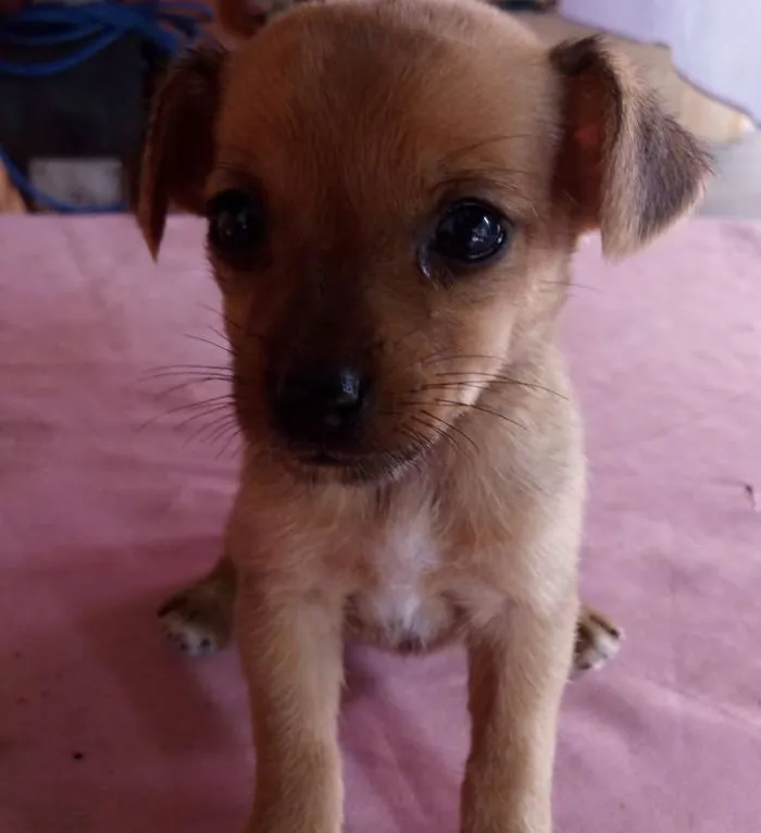 Cachorro ra a vira lata idade 2 a 6 meses nome filhotes  sem  nomes