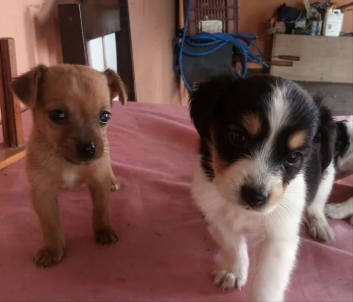 Cachorro ra a vira lata idade 2 a 6 meses nome filhotes  sem  nomes