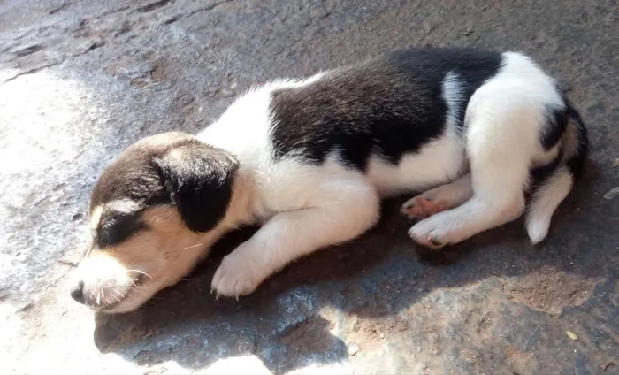 Cachorro ra a vira lata idade 2 a 6 meses nome filhotes  sem  nomes