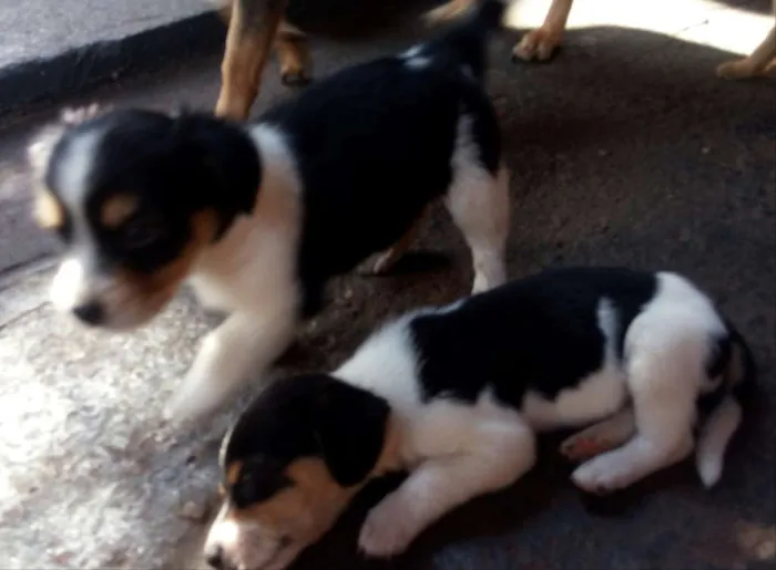 Cachorro ra a vira lata idade 2 a 6 meses nome filhotes  sem  nomes