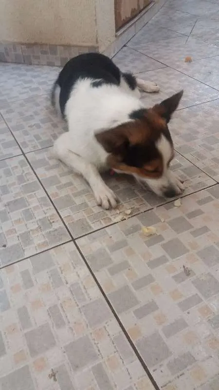 Cachorro ra a Border Collie idade 1 ano nome Black