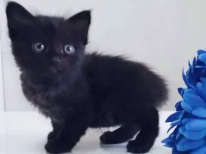 Gato raça Srd idade Abaixo de 2 meses nome Preta