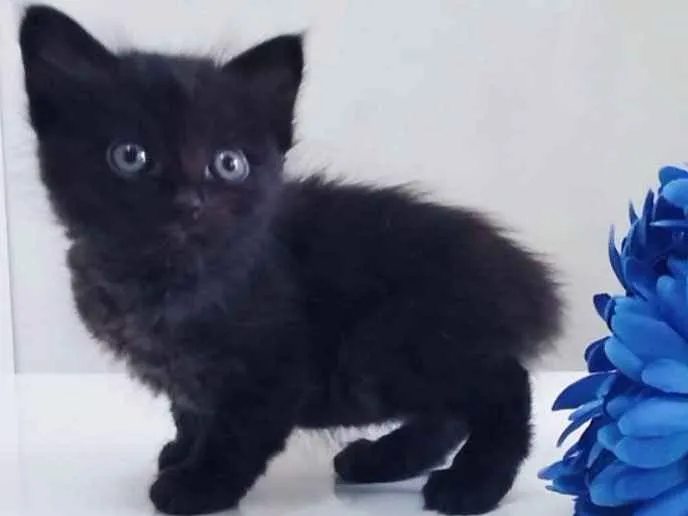 Gato ra a Srd idade Abaixo de 2 meses nome Preta