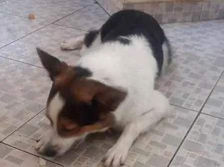 Cachorro ra a Border Collie idade 1 ano nome Black
