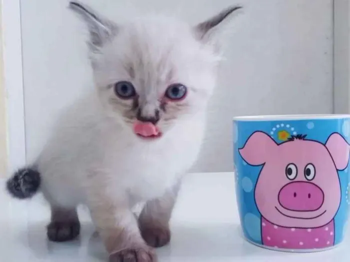 Gato ra a Srd idade Abaixo de 2 meses nome Branco