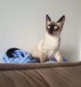Sam