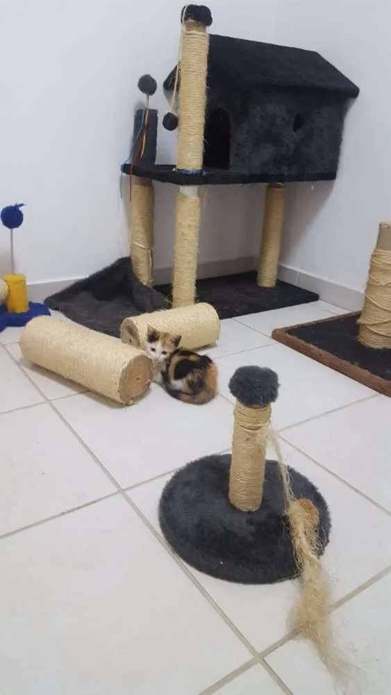 Gato ra a Siamês Bolinha idade 7 a 11 meses nome Sam