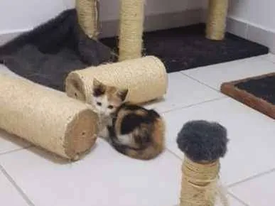 Gato ra a Siamês Bolinha idade 7 a 11 meses nome Sam