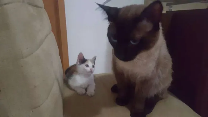 Gato ra a Siamês Bolinha idade 7 a 11 meses nome Sam