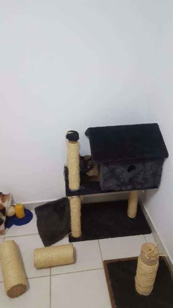 Gato ra a Siamês Bolinha idade 7 a 11 meses nome Sam