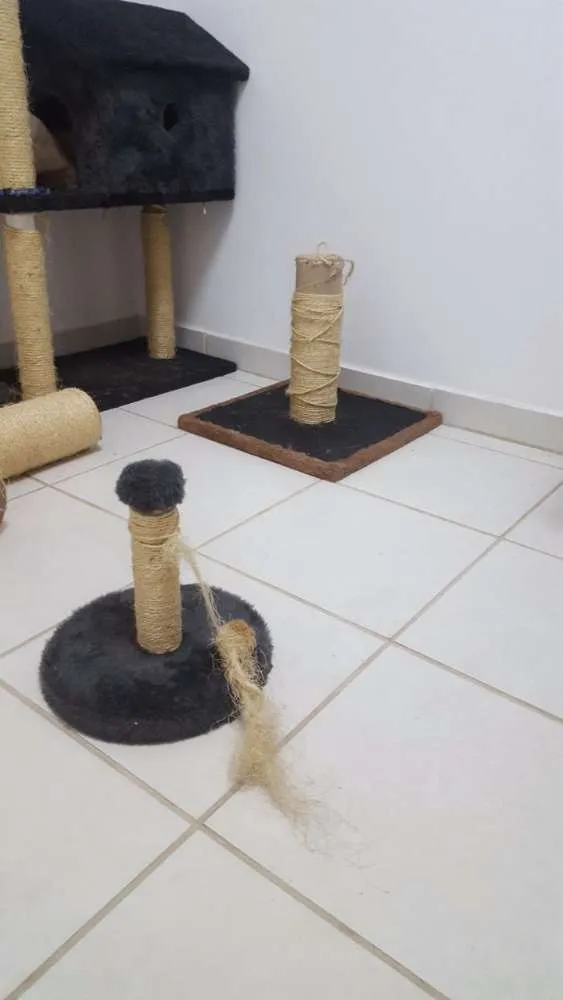 Gato ra a Siamês Bolinha idade 7 a 11 meses nome Sam