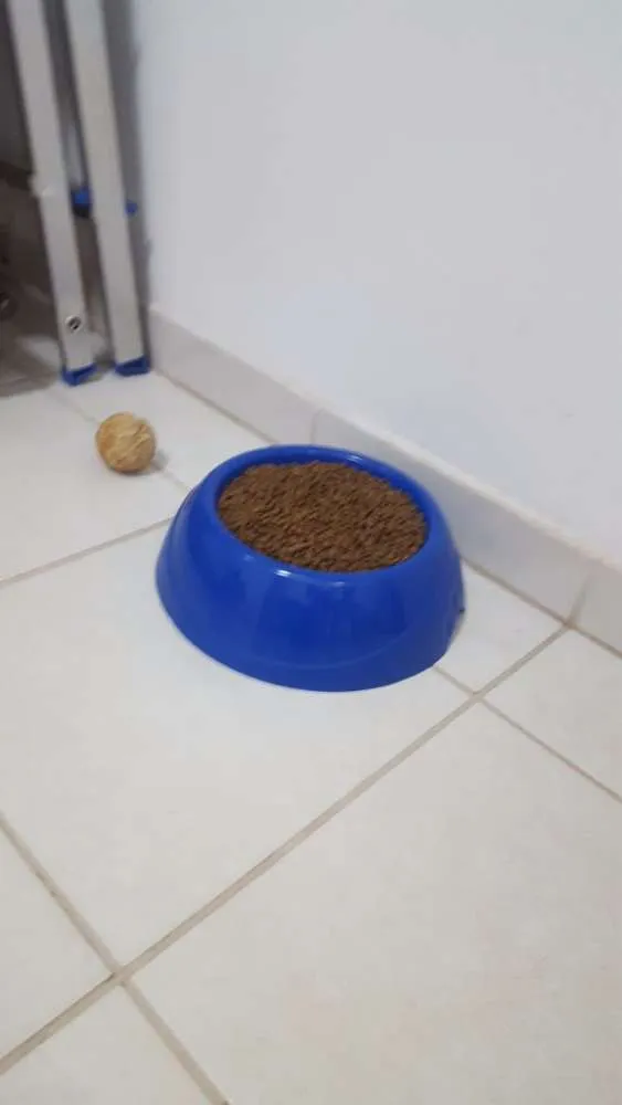 Gato ra a Siamês Bolinha idade 7 a 11 meses nome Sam