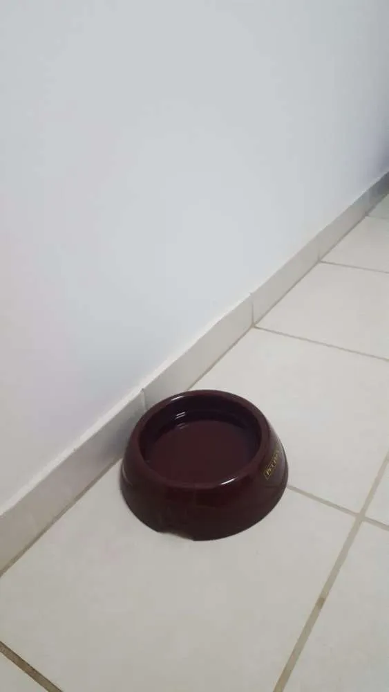 Gato ra a Siamês Bolinha idade 7 a 11 meses nome Sam