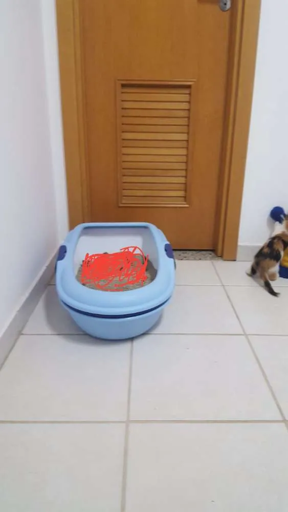 Gato ra a Siamês Bolinha idade 7 a 11 meses nome Sam