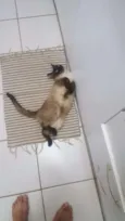 Sam