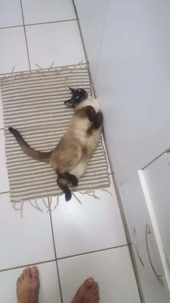 Gato ra a Siamês Bolinha idade 7 a 11 meses nome Sam