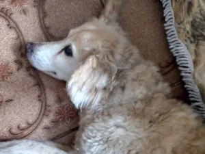 Cachorro raça mix idade 6 ou mais anos nome Bel Vovozinha 