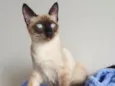 Sam