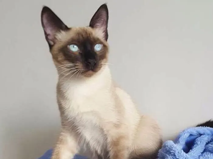 Gato ra a Siamês Bolinha idade 7 a 11 meses nome Sam
