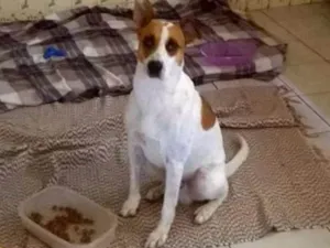 Cachorro raça SRD idade 2 anos nome Dudu