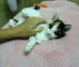 Magali