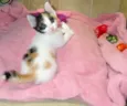 Magali