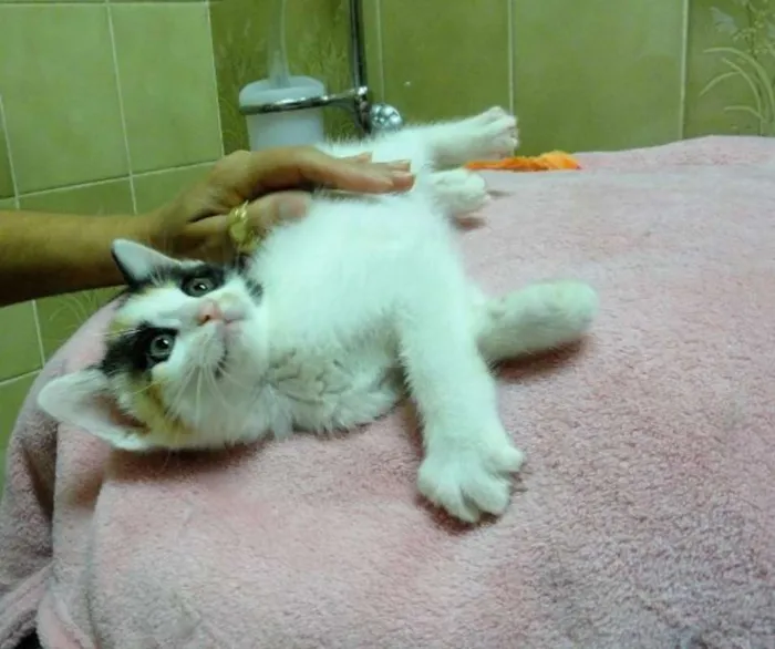 Gato ra a SRD idade Abaixo de 2 meses nome Magali