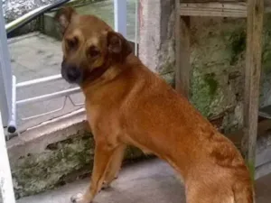 Cachorro raça SRD idade 1 ano nome Sofie