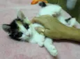 Magali