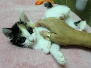 Gato raça SRD idade Abaixo de 2 meses nome Magali