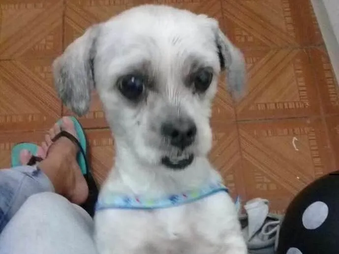 Cachorro ra a Lhasa Apso idade  nome não sei