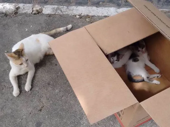 Gato ra a Vira lata idade Abaixo de 2 meses nome Mamãe e filhotes