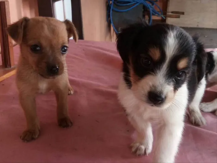 Cachorro ra a vira lata idade 2 a 6 meses nome filhotes  sem  nomes