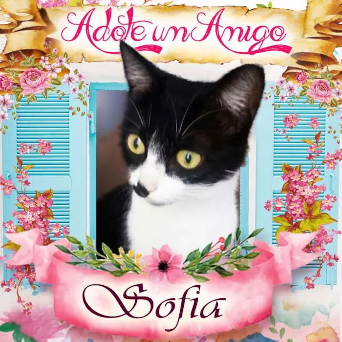 Gato ra a SRD idade 2 a 6 meses nome Sofia