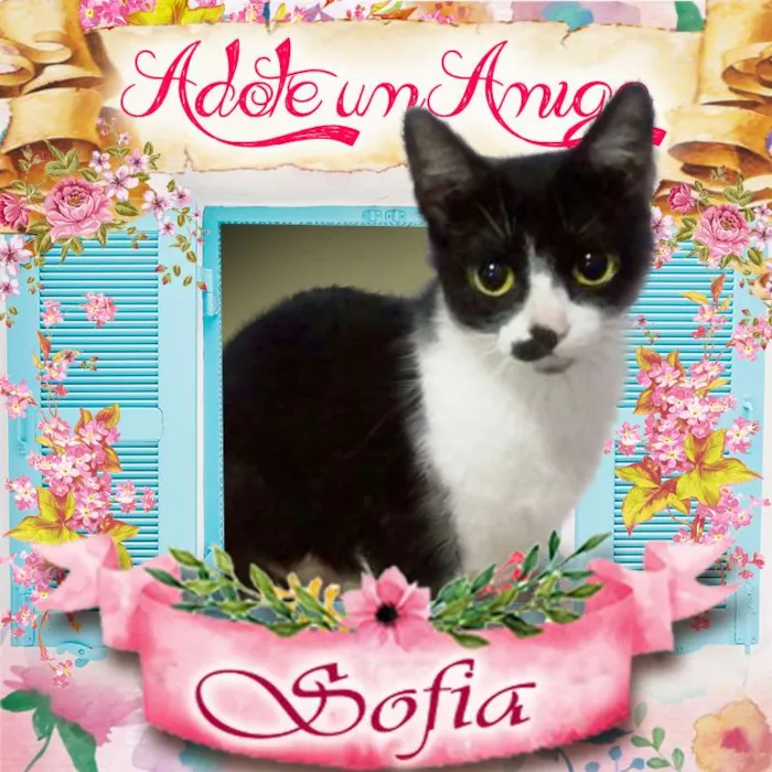 Gato ra a SRD idade 2 a 6 meses nome Sofia