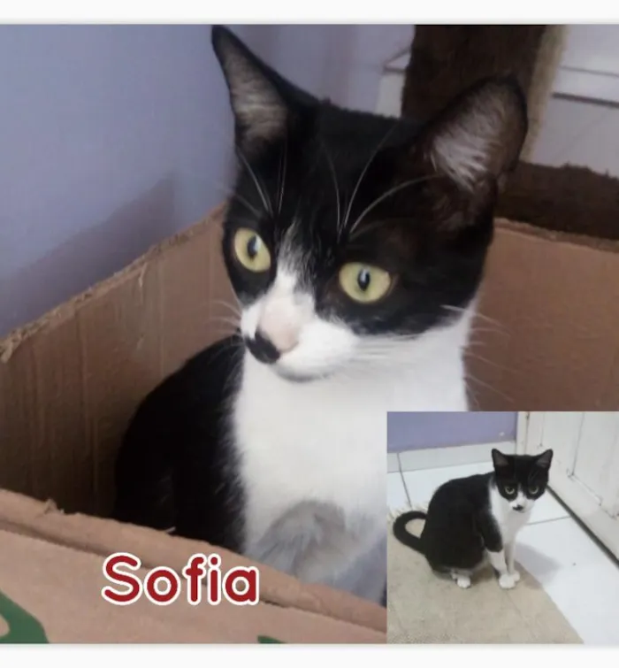 Gato ra a SRD idade 2 a 6 meses nome Sofia