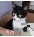Sofia