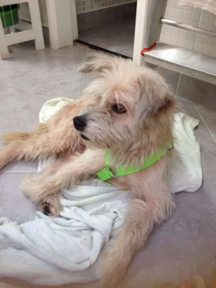 Cachorro ra a Srd idade 7 a 11 meses nome Sem nome