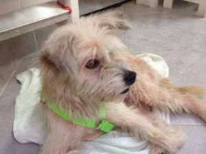 Cachorro raça Srd idade 7 a 11 meses nome Sem nome