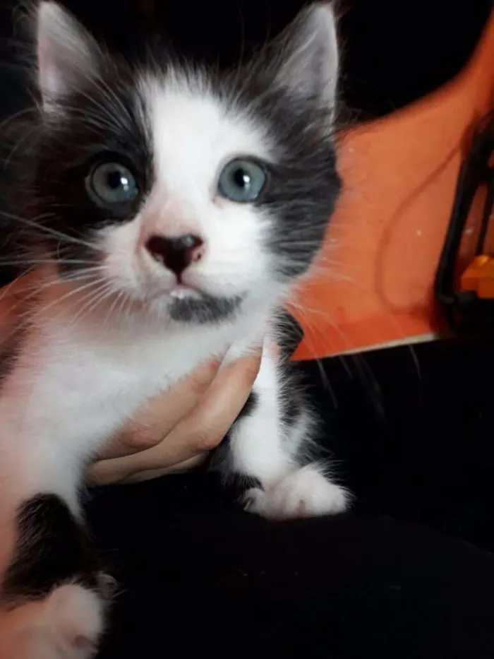 Gato ra a Sem raça definida idade Abaixo de 2 meses nome Harry
