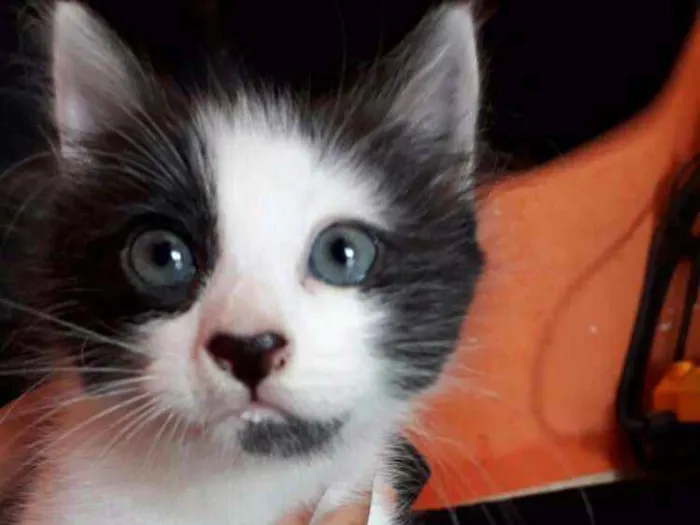 Gato ra a Sem raça definida idade Abaixo de 2 meses nome Harry