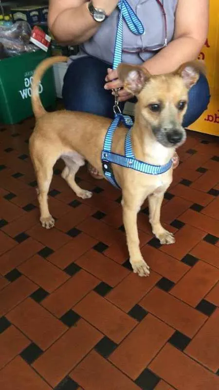 Cachorro ra a vira lata idade 1 ano nome sem nome